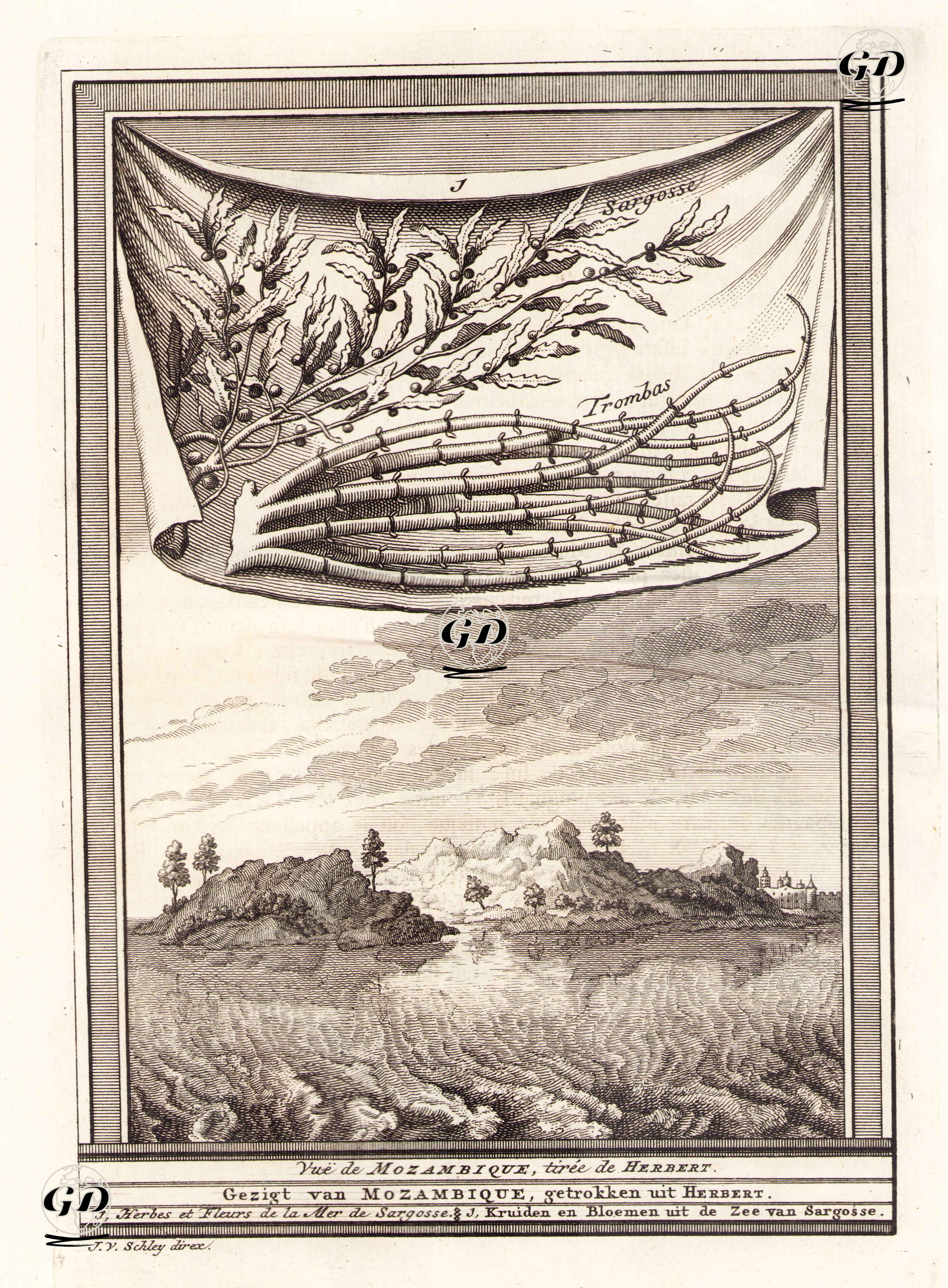 Mozambik Adası ve Sargosse Denizinin Bitkileri ve Çiçekleri -  - 1747