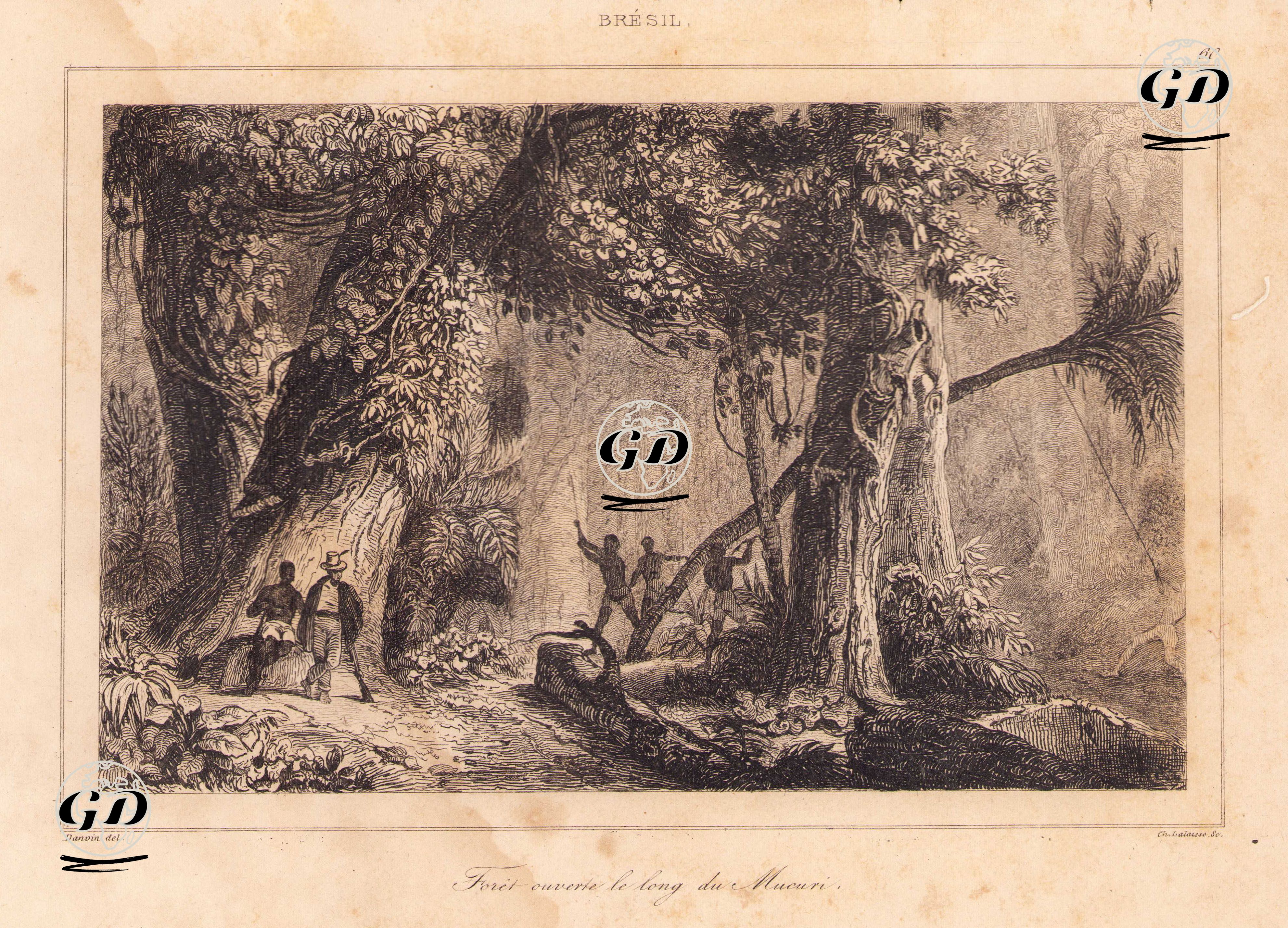 Bresil, Foret Ouverte Le Long Du Mucuri (Forest Along Mucuri River) - Victor Felix Danvin (1802-1842) - 1837