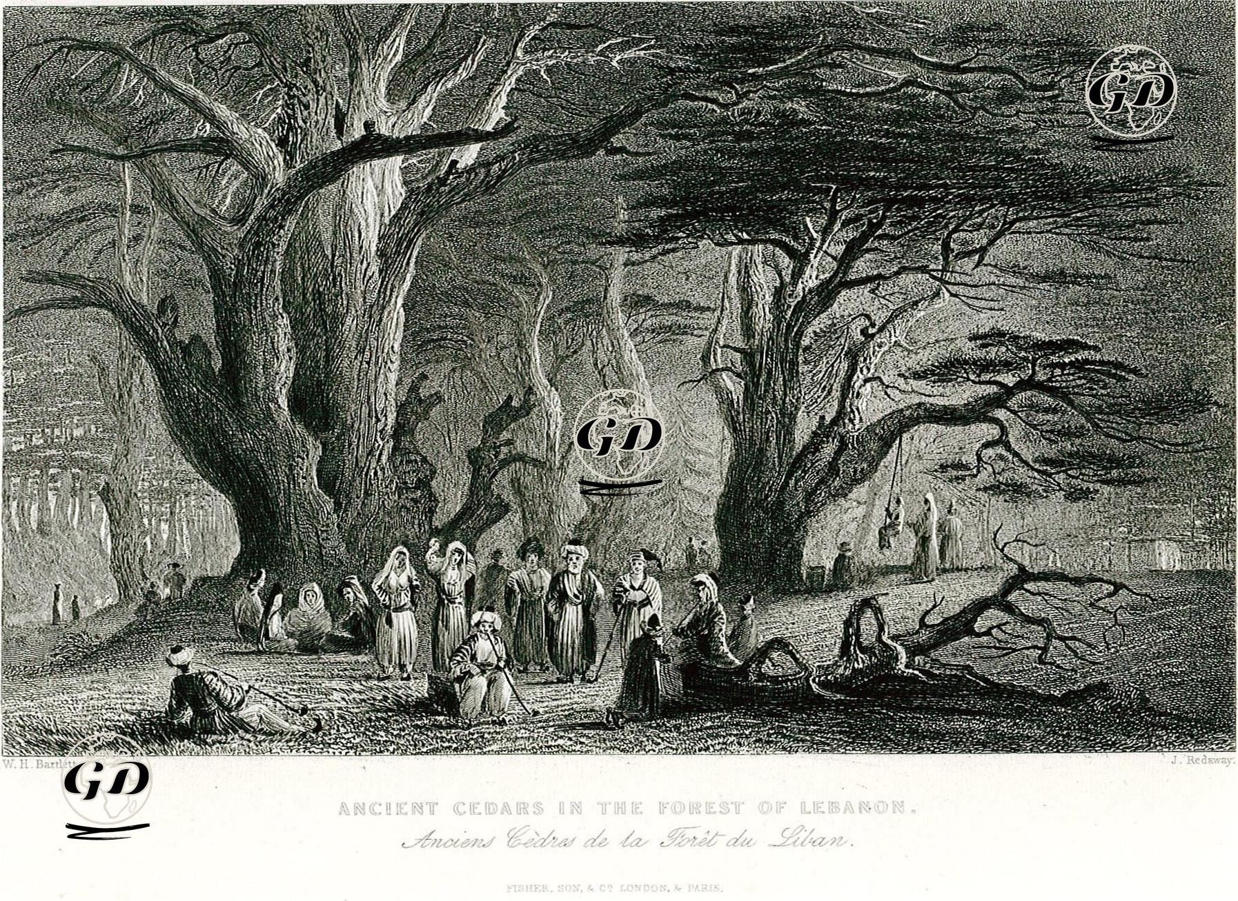 Lübnan Ormanlarında Eski Sedir Ağaçları - William Henry Bartlett (1809-1854) - 1838-1839