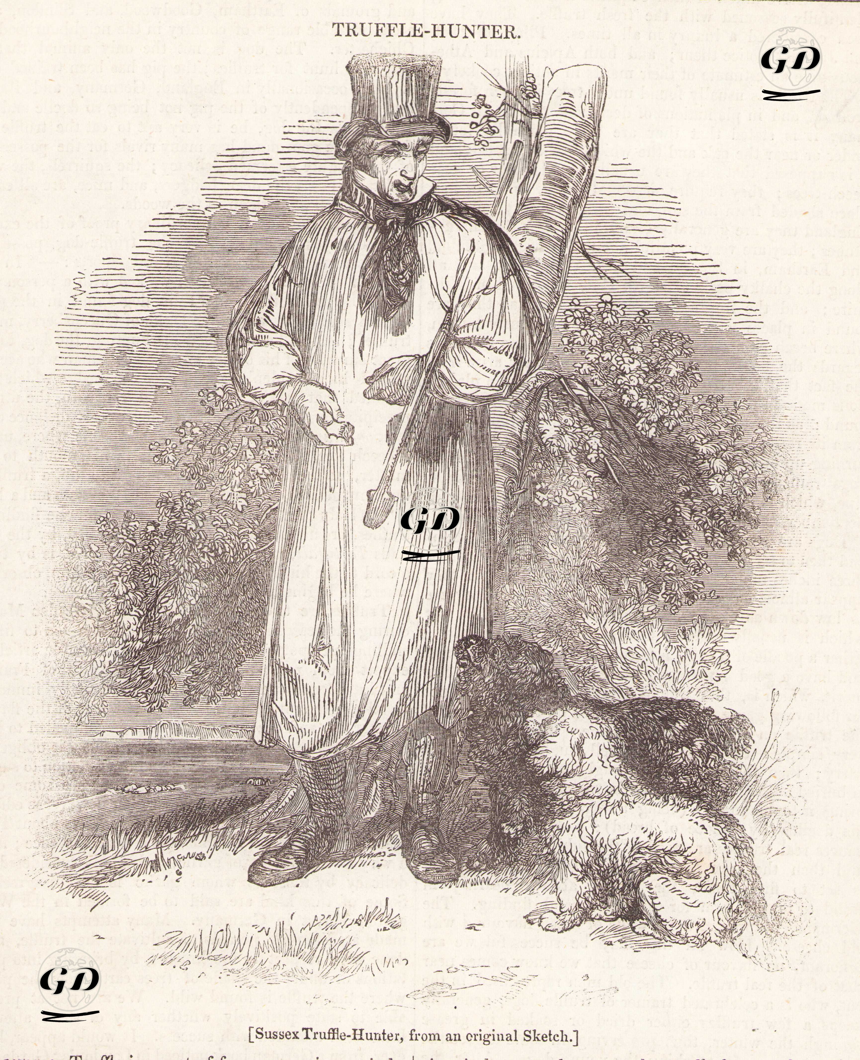 Trüf Mantarı Toplayıcısı -  - 1838