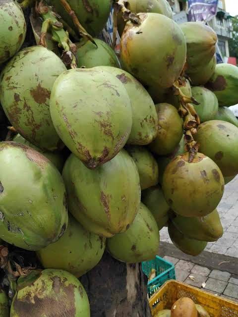 Nariyal pani