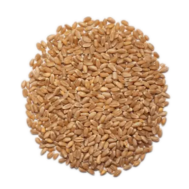Organic Hard Red Winter Wheat Berries