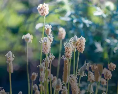 Bột Vỏ Psyllium
