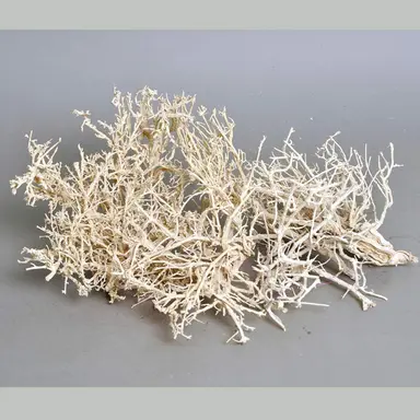 Dry Tree – Bleached