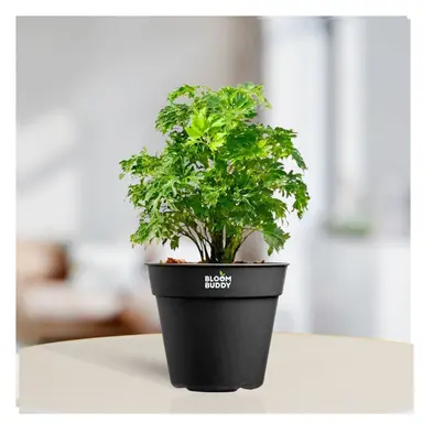 Aralia Plant -Aralia spp