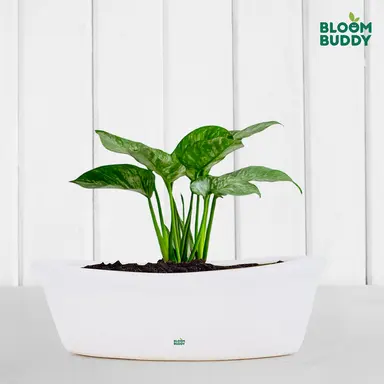 Bloom Buddy Modern White Rectangular Planter Pot for Indoor Plants | Decorative Balcony & Tabletop Flower Pot for Home Office Décor