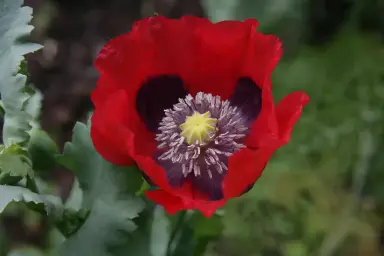 Breadseed Poppy