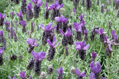 Lavender, Spanish