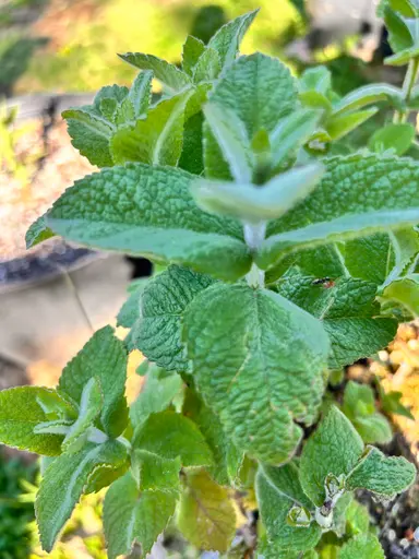 Persian Mint