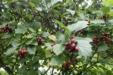 Black Hawthorn