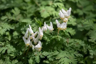 Dutchman’s Breeches
