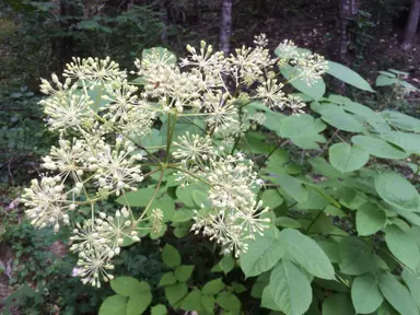 Western Aralia