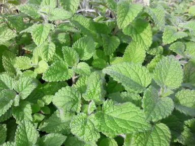 Lime Balm