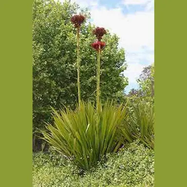 Hạt giống Doryanthes Exeisa 'Flame Lily'