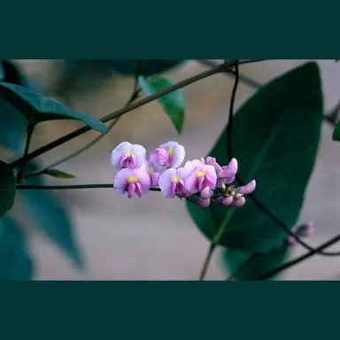 Hardenbergia comptoniana 'Native Wisteria / Coral Pea' Seeds