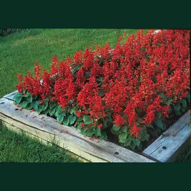 Salvia 'Bonfire' Seeds