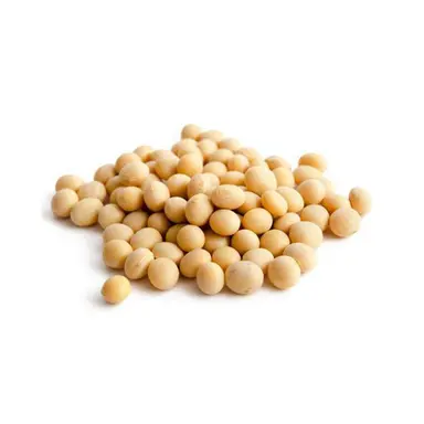 Soybean Seed