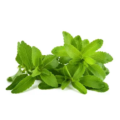 Stevia Leaves