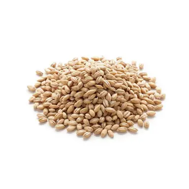 Barley
