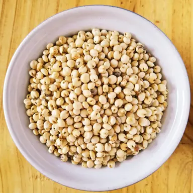White Sorghum Grain | Bulk Sorghum Supply