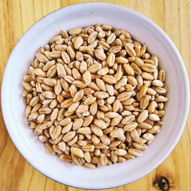 Wheat for Animal Feed | Bulk Feed Wheat Supply