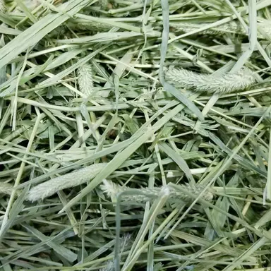 Timothy Hay for Sale | Bulk Premium Hay Supply