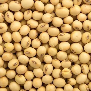 Soybean in Bulk | Bulk Soybean Supply & Wholesale