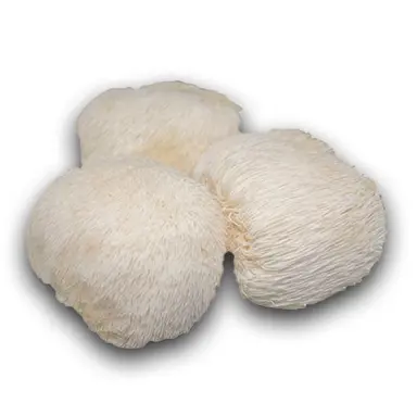Nấm Sừng Hươu Hữu Cơ (Sỉ) (MOQ 25kg)