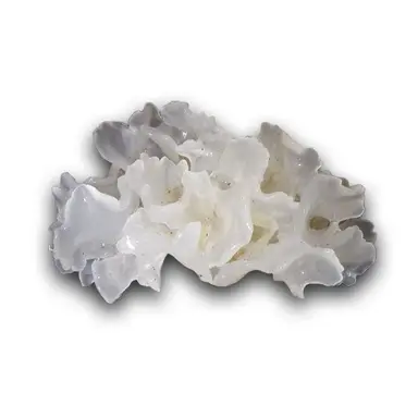 Tremella Hữu cơ (MOQ 25kg) (Cục)