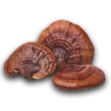 Organic Reishi (Bulk) (25kg MOQ)