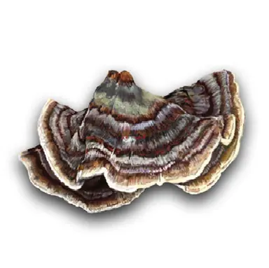 Organic Turkey Tail (Bulk) (1kg MOQ)