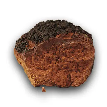 Organic Chaga (Bulk) (1kg MOQ)