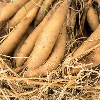 Chiết xuất tế bào rễ Asparagus (Shativari)