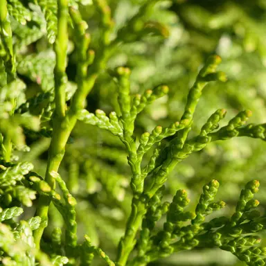 Chiết xuất tế bào thảo mộc Thuja