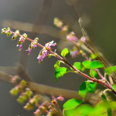 Holy Basil Cellular Extract