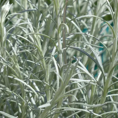 Curry Plant Cellular Extract