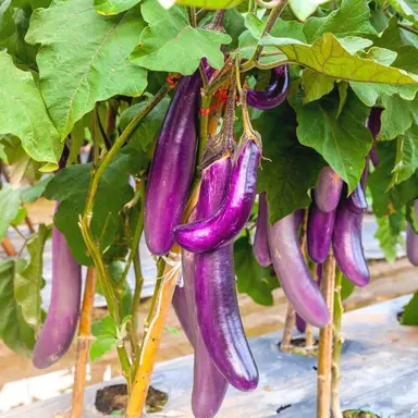 Brinjal Long Purple