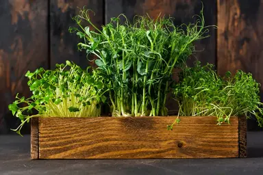 Grown Organic Microgreen Sprouts
