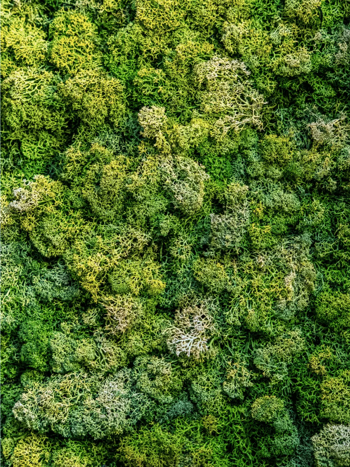 Thinking of you card featuring a realistic moss texture, organic design with green hues, evoking tranquility and connection.