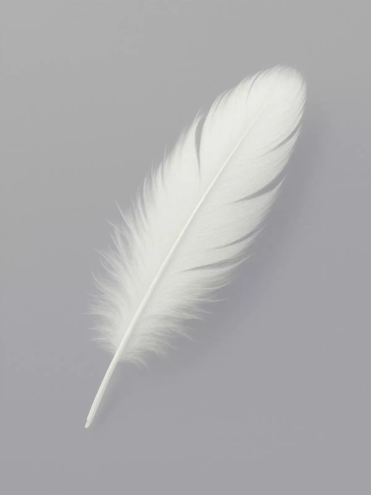 Minimalist 'Be Kind' card featuring a delicate white feather on a clean background, modern design, for expressing kindness and support.