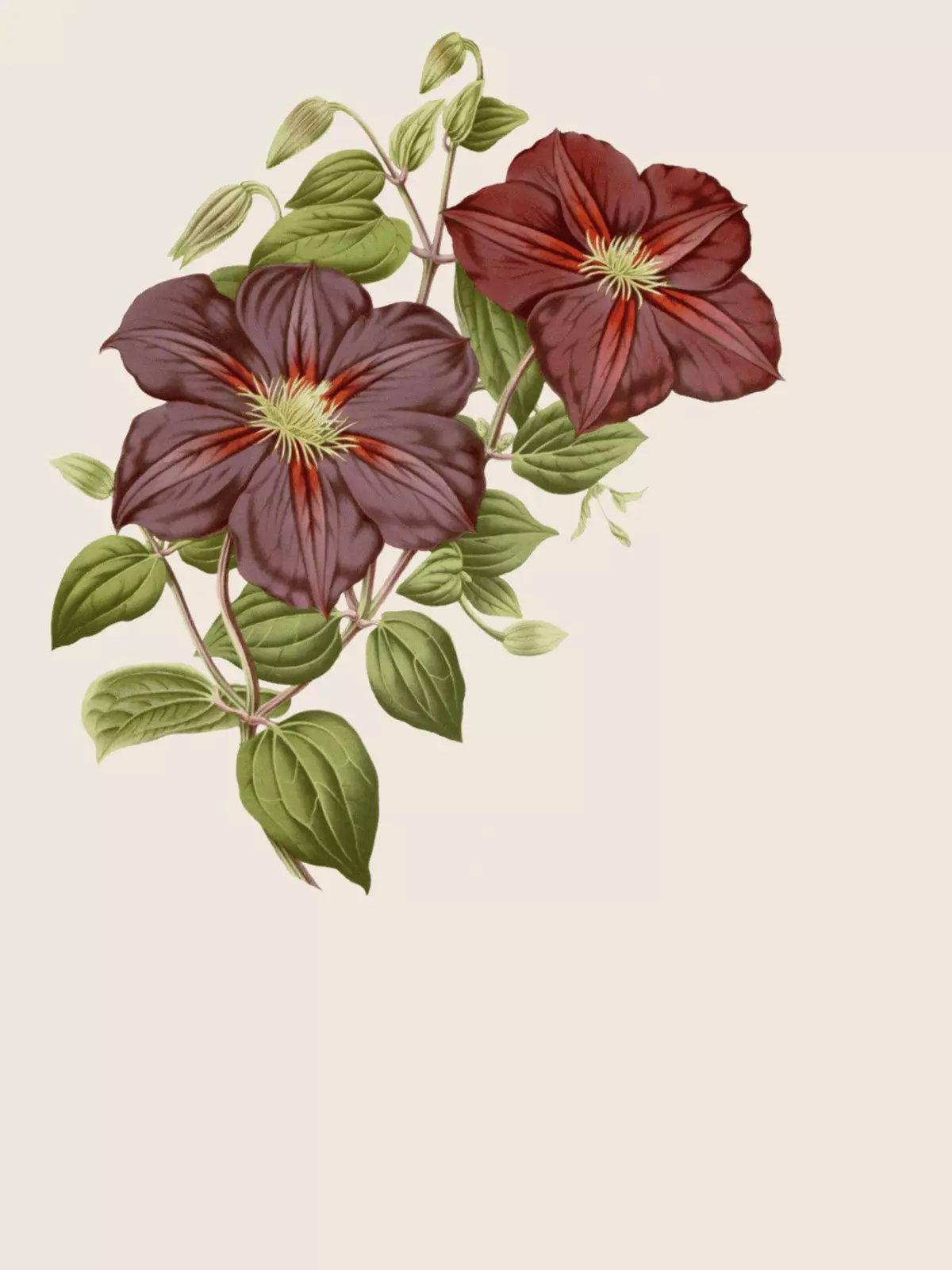 Modern Mother's Day card with a floral design in analogous colors, minimalist style, says "Best Mom Ever"