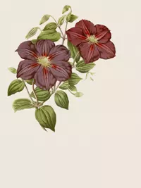 Free Mother's Day Card - Best Mom Ever!