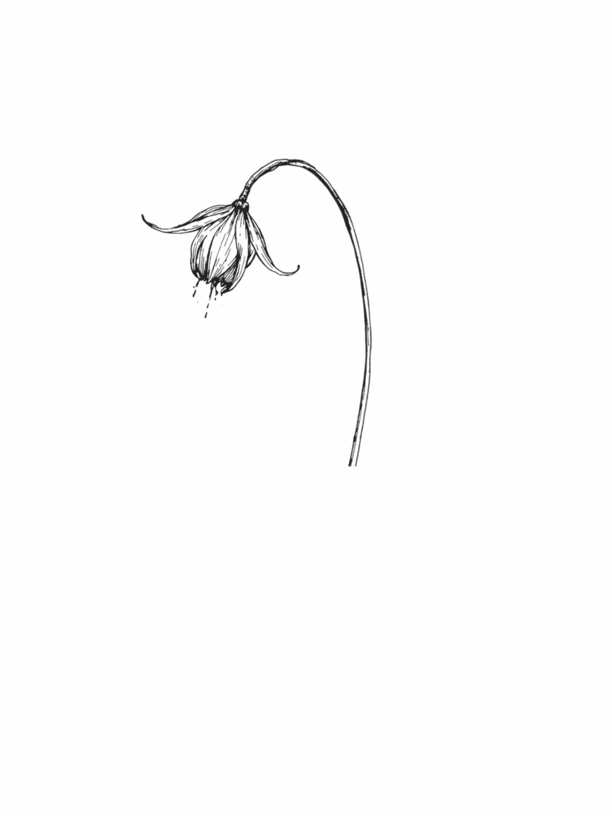 Simple 'I am sorry' card with a line art illustration of a wilted flower, minimalist design, modern style, conveying regret and apology.