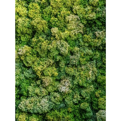 Free Thinking of You Card - Mossy Nature Design