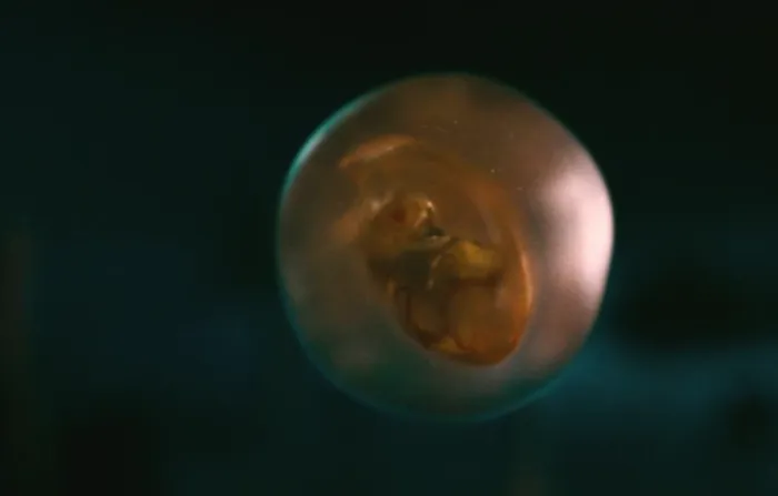 Scena iz filma Piranha 3D(2010) 1