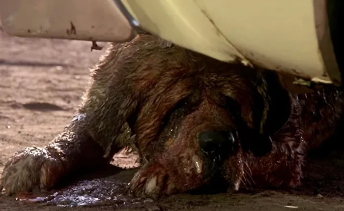 Scena iz filma Cujo(1983) 2
