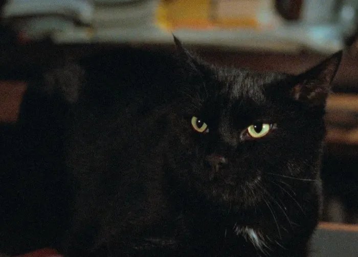 Scena iz filma Two Evil Eyes(1990) 1