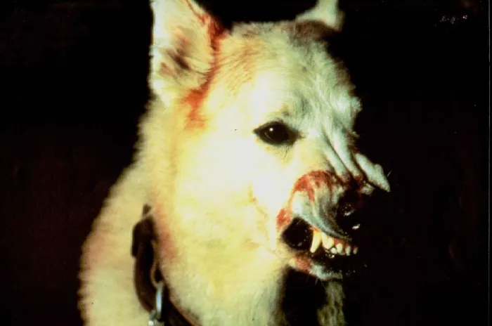 Scena iz filma White Dog(1982) 2