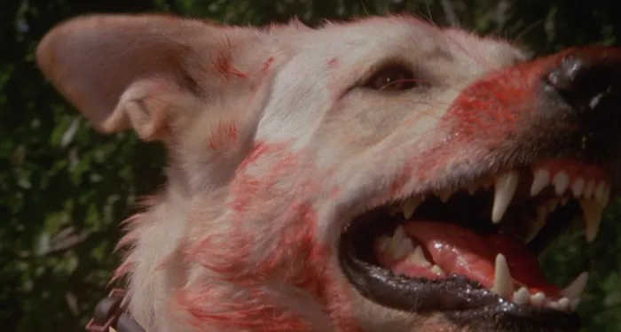 Scena iz filma White Dog(1982) 3