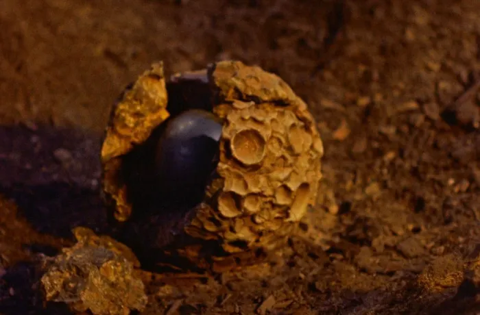 Scena iz filma The Blob(1958) 2